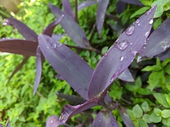 Tradescantia pallida
