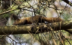 Callosciurus erythraeus