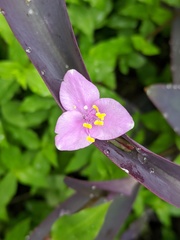Tradescantia pallida