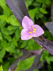 Tradescantia pallida