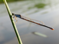 Pseudagrion hypermelas