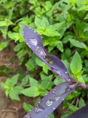 Tradescantia pallida