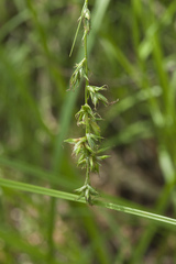 Carex pallida