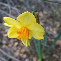 Narcissus × incomparabilis