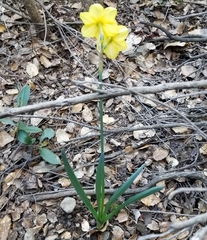 Narcissus × incomparabilis