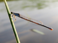 Pseudagrion hypermelas