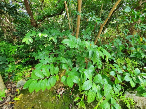 Antidesma pentandrum iNat (2)