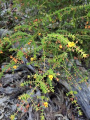 Pultenaea spinosa