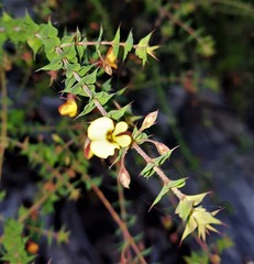 Pultenaea spinosa
