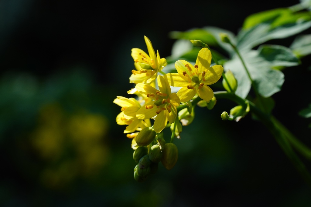 Gymnospermium kiangnanensis
