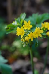 Gymnospermium kiangnanensis