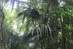 Sabal mauritiiformis