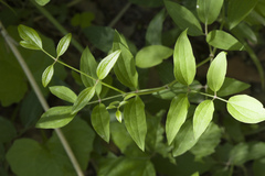 Clematis terniflora mandshurica