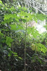 Vasconcellea cauliflora