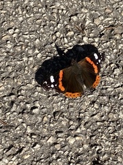 Vanessa atalanta