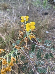 Erythrostemon mexicanus
