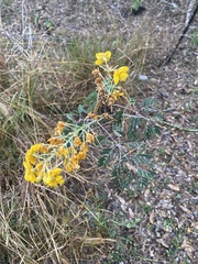 Erythrostemon mexicanus