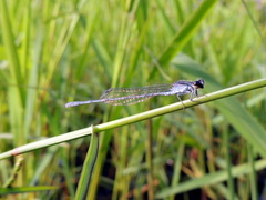 Pseudagrion hypermelas