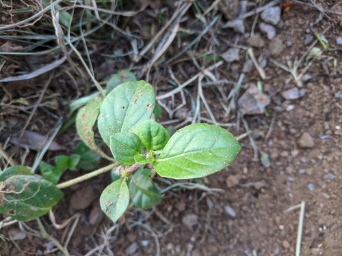 Alternanthera pungens image