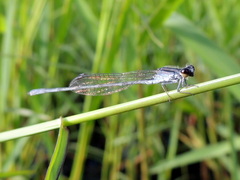 Pseudagrion hypermelas