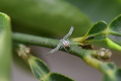 Thomisidae