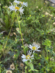 Erigeron annuus