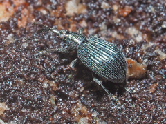 Ischnopterapion virens