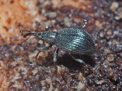 Ischnopterapion virens
