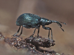 Ischnopterapion virens