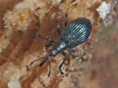 Ischnopterapion virens