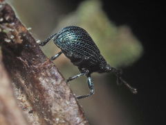 Ischnopterapion virens