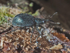 Ischnopterapion virens