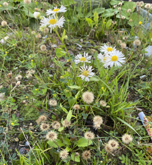 Erigeron annuus