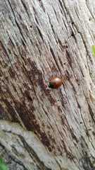 Aegithus clavicornis