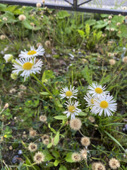 Erigeron annuus