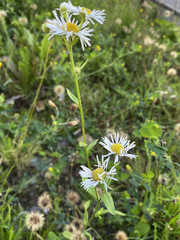 Erigeron annuus