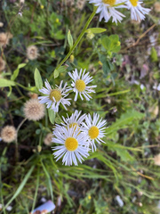 Erigeron annuus