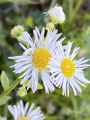Erigeron annuus