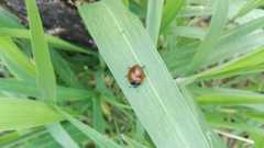 Aegithus clavicornis