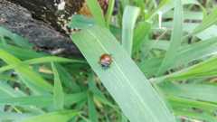 Aegithus clavicornis