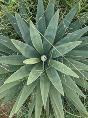 Agavoideae