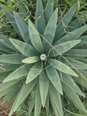 Agavoideae