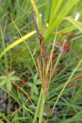 Carex aquatilis stans