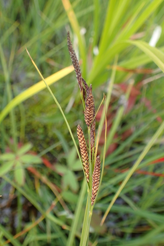 water sedge