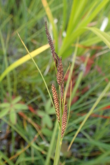 Carex aquatilis stans