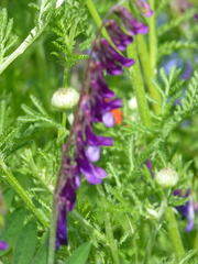 Vicia villosa villosa
