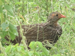 Pternistis squamatus