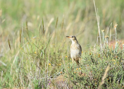 Plain-backed Pipit (Anthus leucophrys), photo 5
