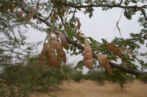 Acacia senegal image