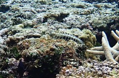 Parapercis australis